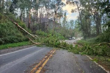Chuvas: Brigada Florestal, Sevor e órgãos públicos atuam na remoção de árvores em João Monlevade e na BR-381