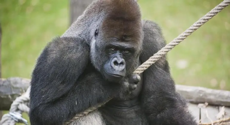 Zoológico de Belo Horizonte tem novo morador; conheça o gorila Bu-Bu