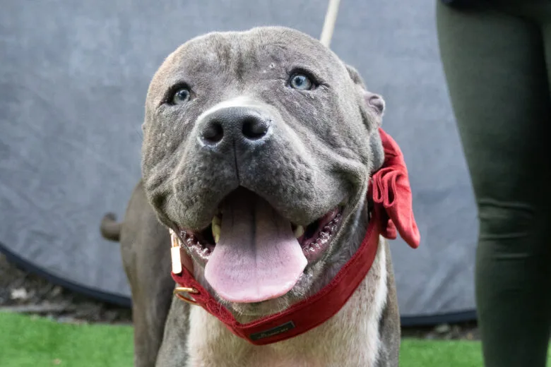 Cachorro é deixado em estacionamento e mensagem dos tutores comove funcionários de abrigo