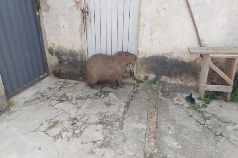 Bombeiros são acionados para capturar capivara que invadiu casa e impediu saída de moradores