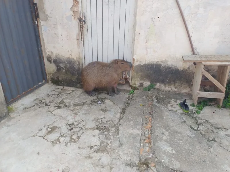 capivara dentro de casa