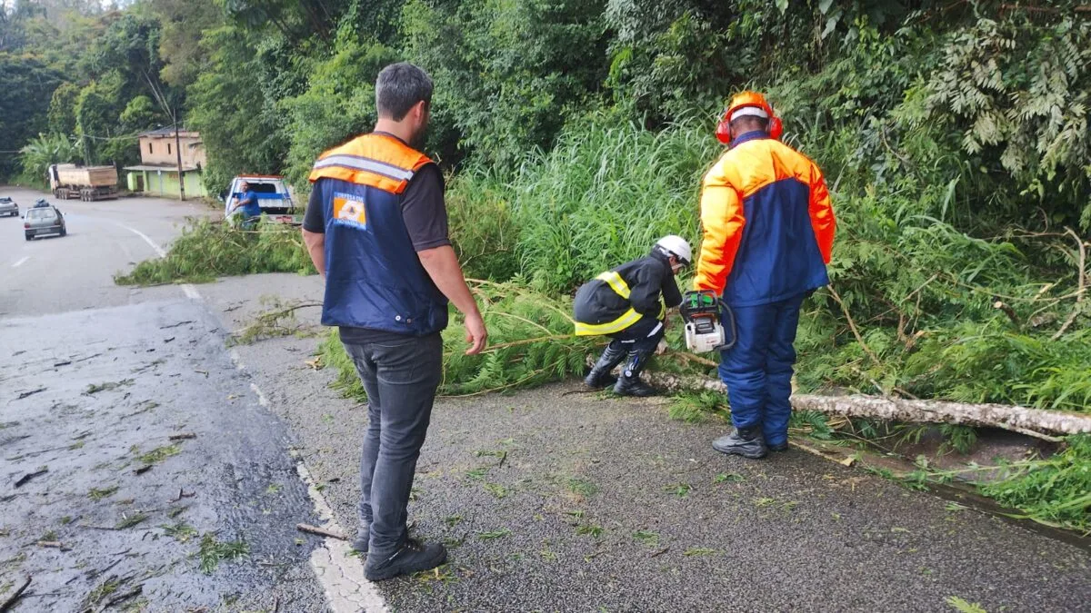 Trechos da BR-381 e MGC-120 são desobstruídos após queda de árvores