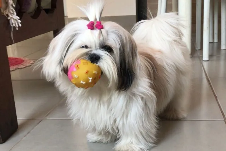 Tutores procuram pela cachorra Lola, que desapareceu no bairro Jardim Belvedere, em Itabira Tutores procuram pela cachorra Lola, que desapareceu no bairro Jardim Belvedere, em Itabira