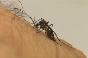 Dengue: maior preocupação do governo é com a Região Sudeste