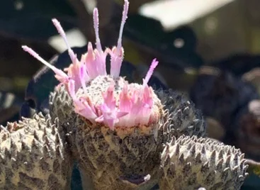 Pesquisadores encontram novo gênero de planta no Norte de Minas Gerais Pesquisadores encontram novo gênero de planta no Norte de Minas Gerais