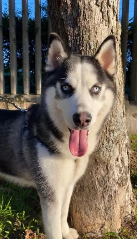 Tutores pedem ajuda para encontrar Jack, cachorro que desapareceu na Pampulha, em BH