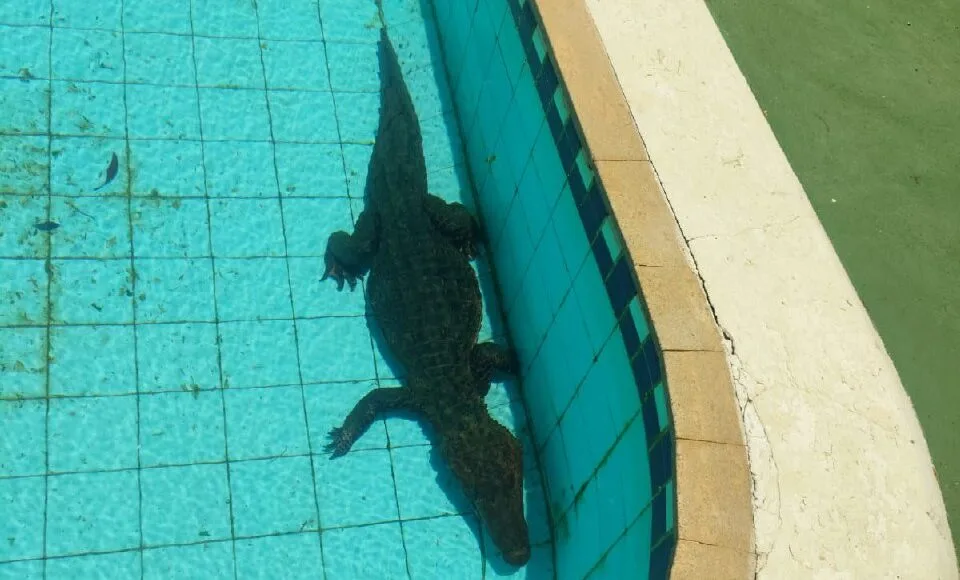 Jacaré de 1,5 metro é encontrado em piscina de clube em São Francisco