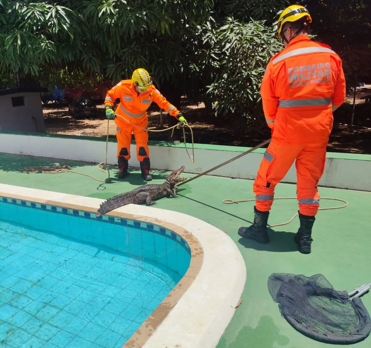 Jacaré de 1,5 metro é encontrado em piscina de clube em São Francisco