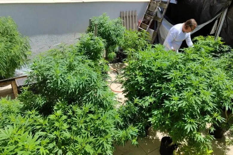 Anvisa fará consulta pública para atualizar regulamentação da cannabis