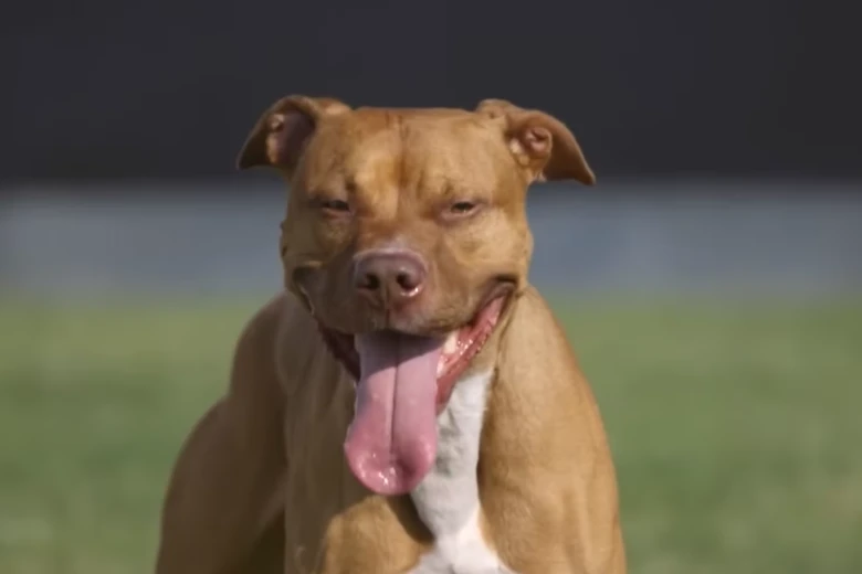 Uma tragédia! Pitbull mata a própria tutora dentro de casa em Goiás