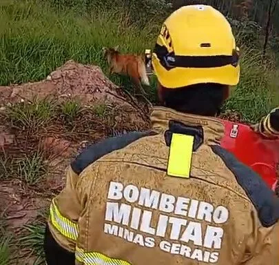Lobo-guará é resgatado após cair do telhado e se abrigar em quarto de casa no Centro de Itabira Lobo-guará é resgatado após cair do telhado e se abrigar em quarto de casa no Centro de Itabira