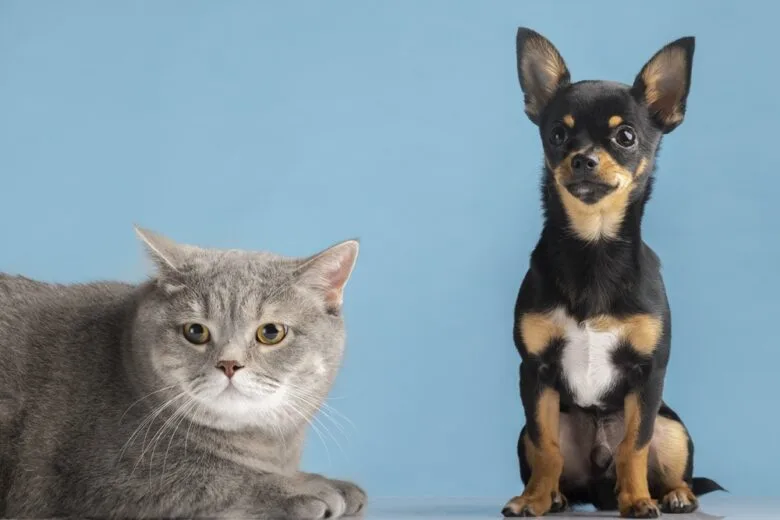 Prefeitura de São Gonçalo do Rio Abaixo recebe certificado do programa de manejo populacional de cães e gatos do MPMG