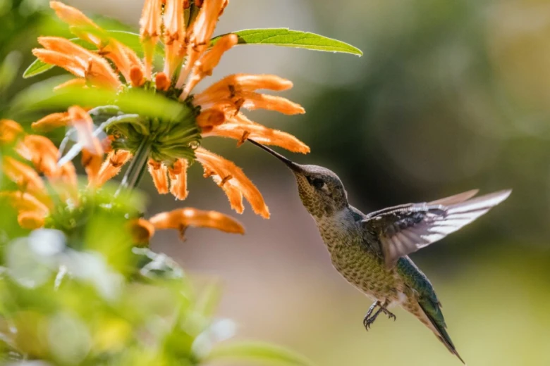Beija-flores do Cerrado estão ameaçados de extinção, aponta pesquisador Beija-flores do Cerrado estão ameaçados de extinção, aponta pesquisador