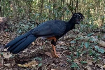 Mutum-do-bico-vermelho volta a habitar a Mata Atlântica após 50 anos de extinção em parque mineiro