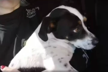 Lei do cão! Juíza determina indenização a cachorro por maus-tratos do tutor