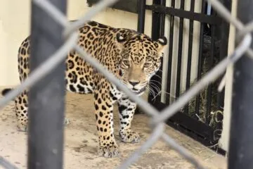 Zoológico de Belo Horizonte tem nova moradora; conheça a onça Maya