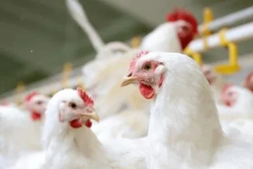 Goiás confirma caso de gripe aviária em aves de quintal