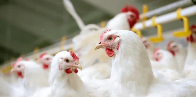 Análises em suspeitas de gripe aviária em granjas comerciais em Santa Catarina e Tocantins continuam