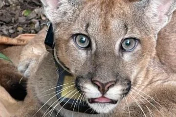 Onça-parda é encontrada no Parque Estadual da Serra do Rola-Moça, na Grande BH