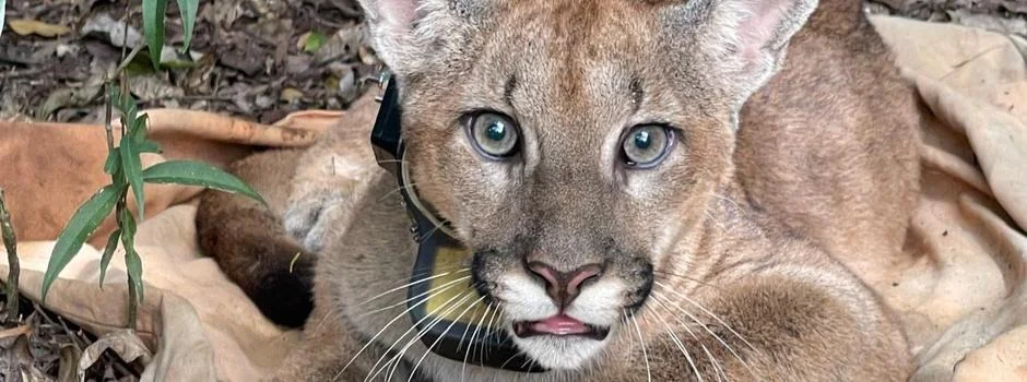 Onça-parda é encontrada no Parque Estadual da Serra do Rola-Moça, na Grande BH