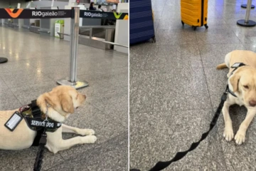 Labrador barrado pela TAP: família de criança com autismo tenta embarcar cão desde abril