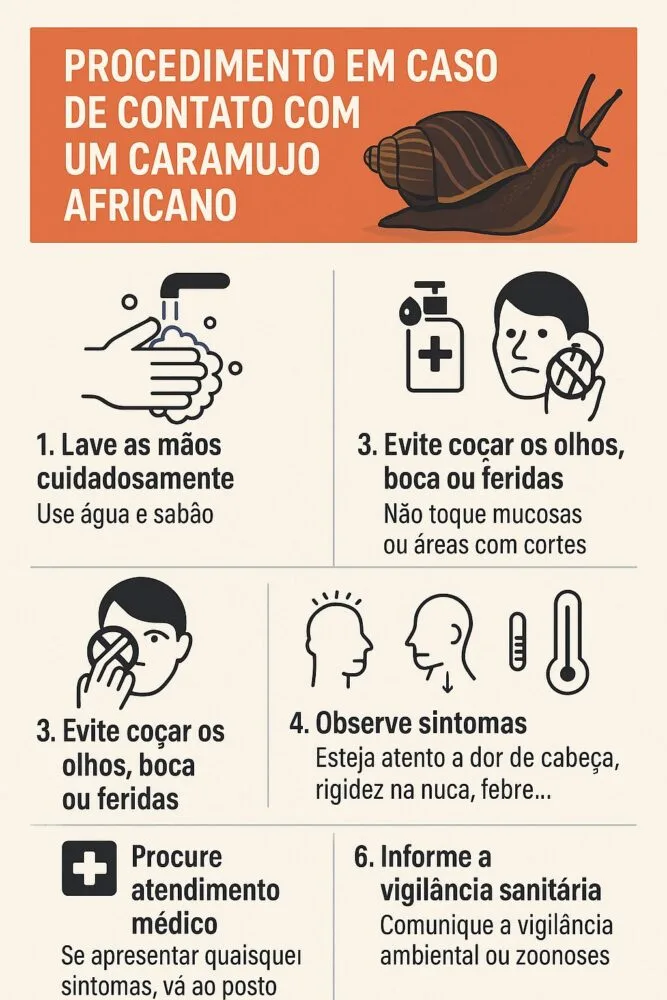 Caramujo africano: mitos e verdades sobre a espécie