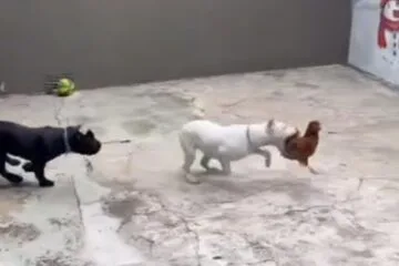 Justiça determina soltura de influenciador preso por maus-tratos a cachorros na Grande BH