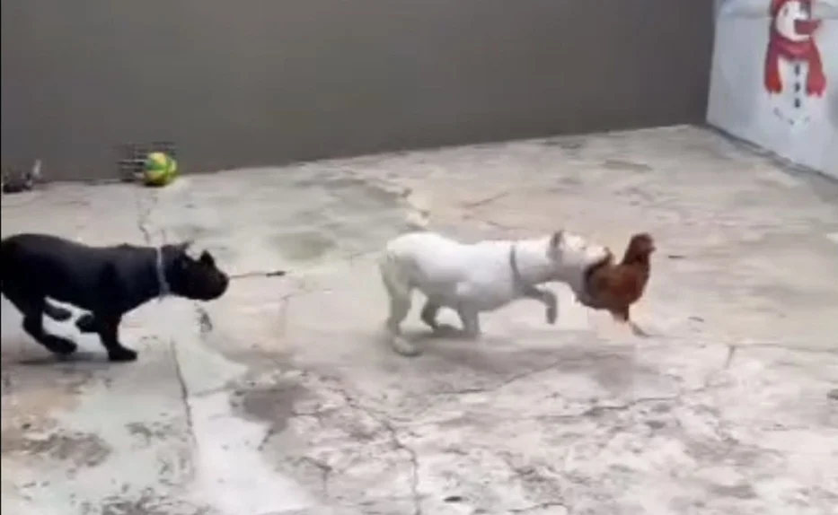 Influenciador é preso na Grande BH por dar choques em cães; vizinhos denunciaram a situação