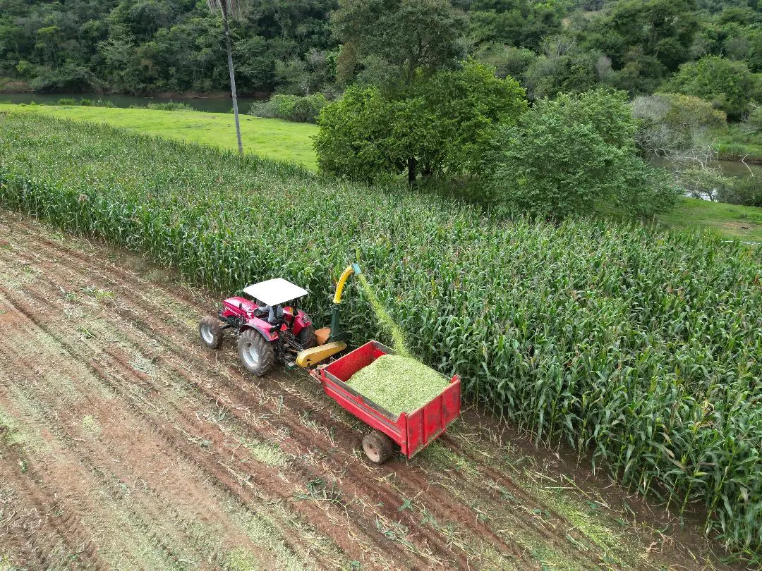 Silagem de milho: Agricultura de São Gonçalo do Rio Abaixo colhe 2800 quilos de alimentos para animais
