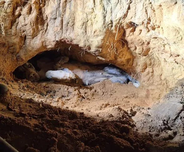 Cadela prenha é resgatada após ficar soterrada por barranco em Ribeirão das Neves