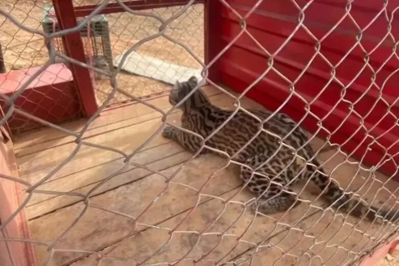 Bombeiros capturam jaguatirica em propriedade rural às margens da BR-381, em Bom Jesus do Amparo