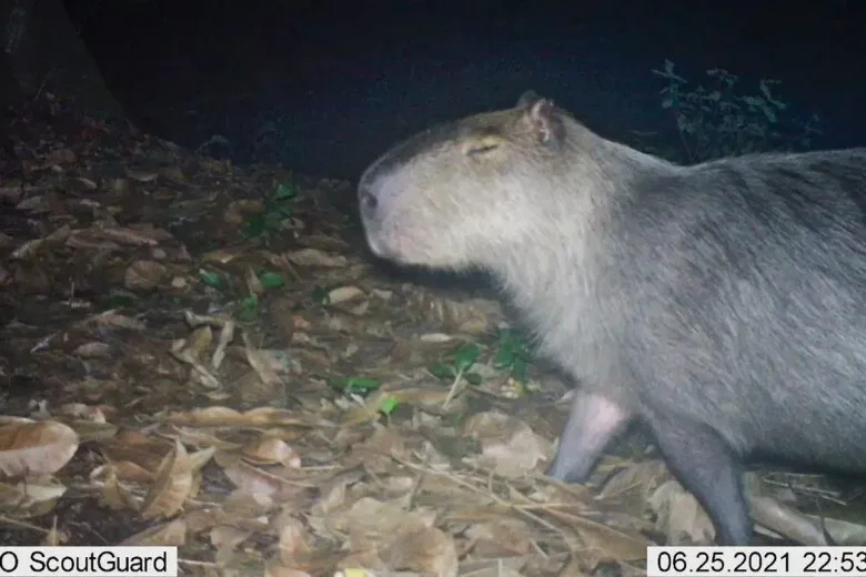 Capivara é espancada no Rio e polícia prende grupo por ataque “bárbaro”