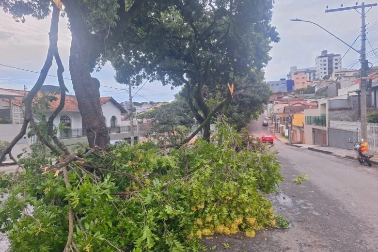 Chuvas provocam quedas de árvores e interdições em vias de Itabira