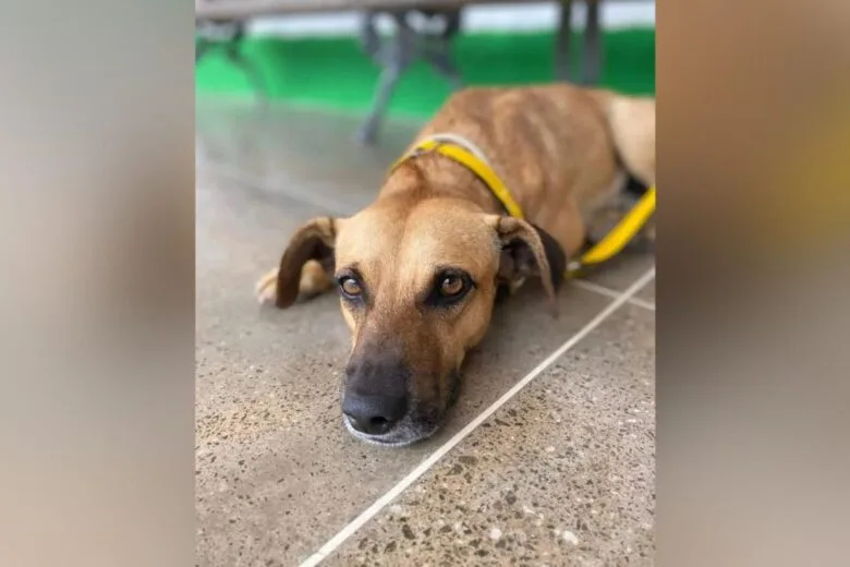 Vira-lata caramelo de Fortaleza é adotado na Suíça