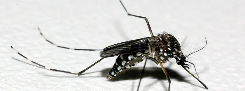 Casos de dengue e mortes pela doença voltam a subir em Minas Gerais