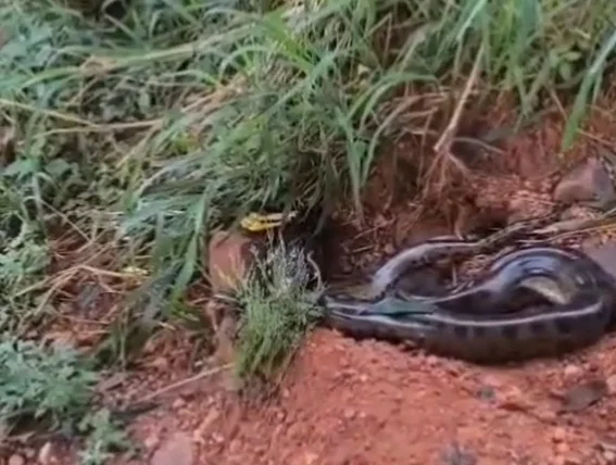 Sucuri é capturada em quintal de casa no interior de Minas Gerais