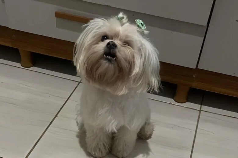 Tutora procura por cachorra desaparecida no bairro Jardim das Oliveiras, em Itabira