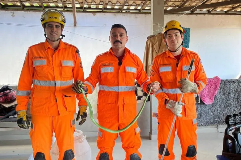 Corpo de Bombeiros capturam cobra cipó em residência de Bela Vista de Minas