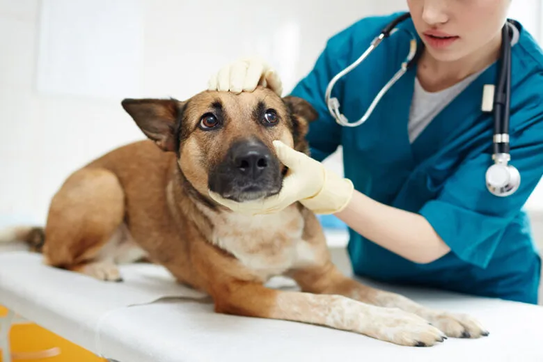 Clínica veterinária terá que indenizar tutor após castração incompleta de cadela em Minas