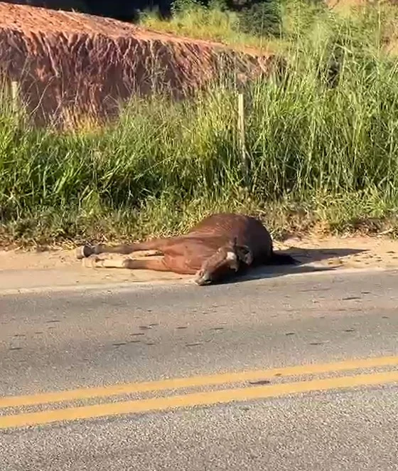 Cavalo agoniza às margens da BR-458 no Vale do Aço; motoristas alertam sobre risco constante de animais soltos na rodovia