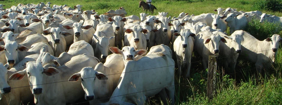Cadeia de carnes impulsiona agronegócio mineiro e leva setor a faturamento recorde em 2025