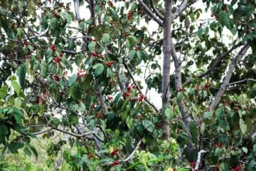Câmara aprova projeto para plantio de árvores frutíferas em praças, parques e escolas de Itabira