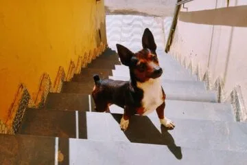 Justiça decreta prisão preventiva de acusado de matar cachorro em Minas Gerais