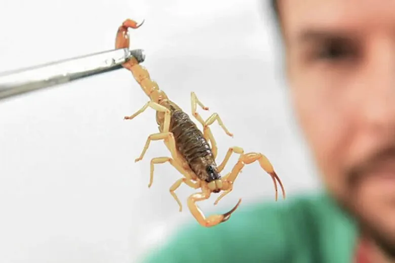 Crianças são mais vulneráveis a envenenamento por picada de escorpião Crianças são mais vulneráveis a envenenamento por picada de escorpião