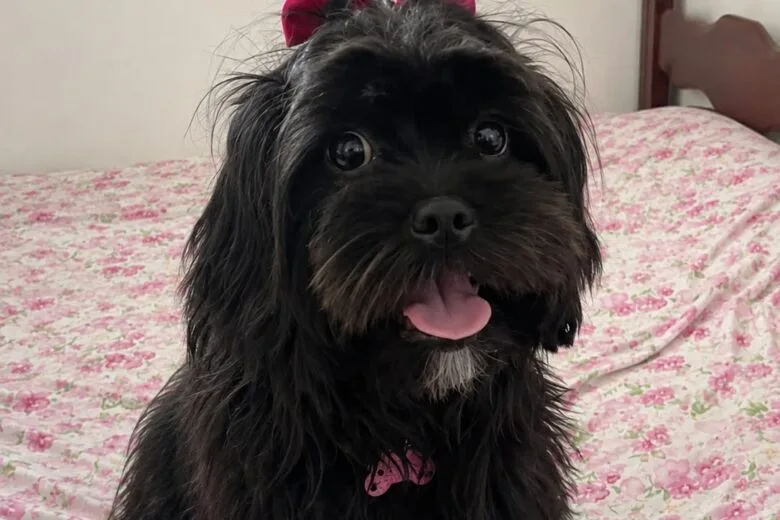 Tutora celebra localização da cadela Luna e agradece apoio da comunidade nas buscas Tutora celebra localização da cadela Luna e agradece apoio da comunidade nas buscas